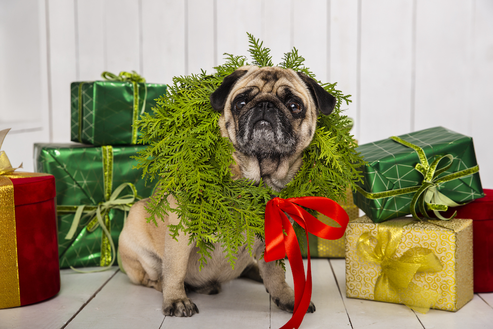 Get Festive with Furry Friends: Mini Christmas Photo Shoot Fundraiser for Long Beach Dog Rescue